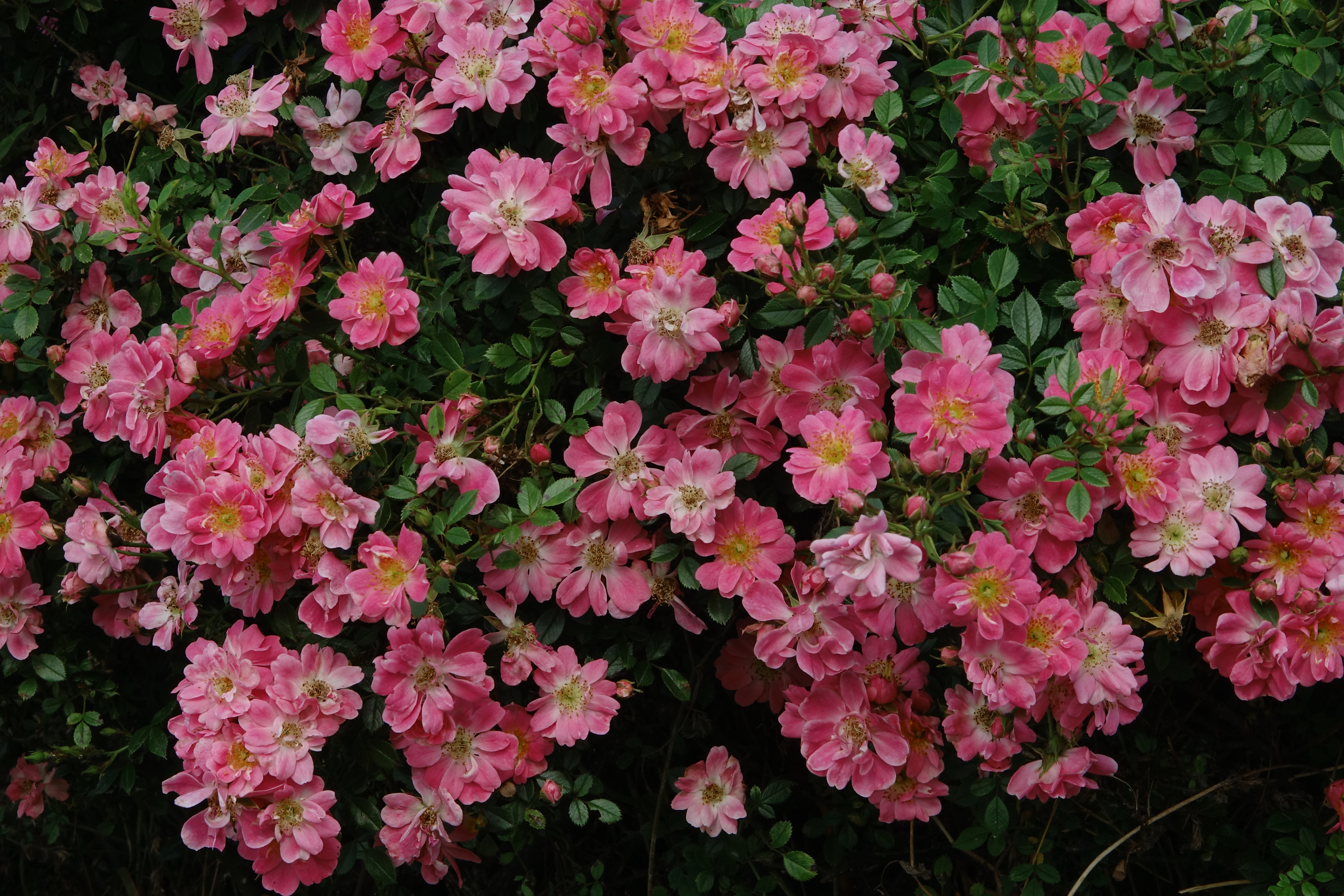 ©SUNFLOR - Primavera